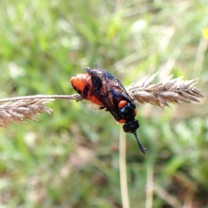 Lophyrotoma interrupta at Mount Painter - 26 Dec 2023