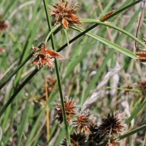 Cyperus lhotskyanus at The Pinnacle - 30 Dec 2023