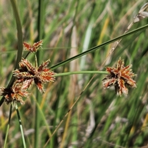 Cyperus lhotskyanus at The Pinnacle - 30 Dec 2023