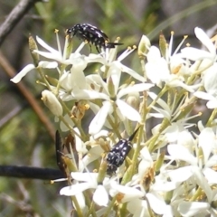 Mordella dumbrelli (Dumbrell's Pintail Beetle) at Tuggeranong Hill - 30 Dec 2023 by MichaelMulvaney