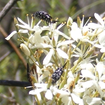 Mordella dumbrelli (Dumbrell's Pintail Beetle) at Tuggeranong Hill NR  (TGH) - 30 Dec 2023 by MichaelMulvaney