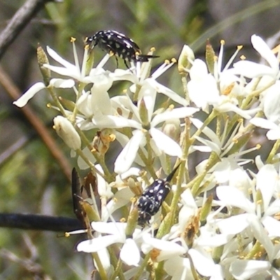 Mordella dumbrelli (Dumbrell's Pintail Beetle) at Calwell, ACT - 30 Dec 2023 by MichaelMulvaney