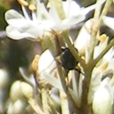 Pentatomidae (family) (Shield or Stink bug) at Tuggeranong Hill - 30 Dec 2023 by MichaelMulvaney