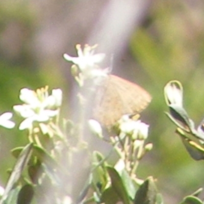 Paralucia pyrodiscus (Fiery Copper) at Tuggeranong Hill NR  (TGH) - 30 Dec 2023 by MichaelMulvaney