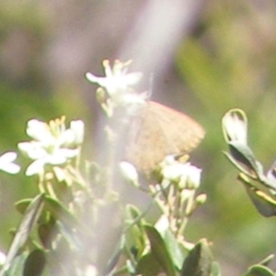 Paralucia pyrodiscus (Fiery Copper) at Tuggeranong Hill NR  (TGH) - 30 Dec 2023 by MichaelMulvaney