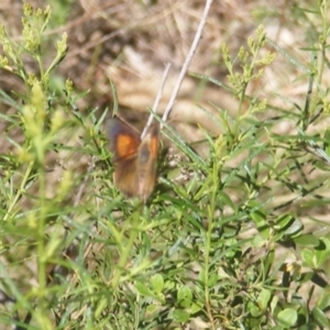 Paralucia pyrodiscus at Tuggeranong Hill NR  (TGH) - suppressed