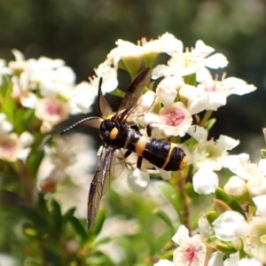 Pterygophorus cinctus at Cook, ACT - suppressed