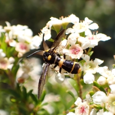 Pterygophorus cinctus (Bottlebrush sawfly) at Cook, ACT - 28 Dec 2023 by CathB