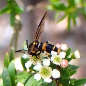 Pterygophorus cinctus at Cook, ACT - suppressed