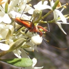 Gminatus australis (Orange assassin bug) at Tuggeranong Hill - 30 Dec 2023 by MichaelMulvaney