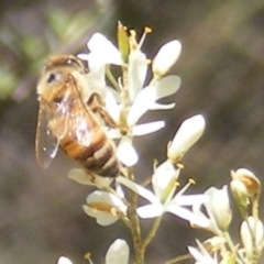 Apis mellifera (European honey bee) at Calwell, ACT - 30 Dec 2023 by MichaelMulvaney