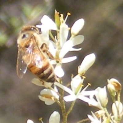 Apis mellifera (European honey bee) at Calwell, ACT - 30 Dec 2023 by MichaelMulvaney