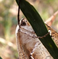 Gastrophora henricaria (Fallen-bark Looper, Beautiful Leaf Moth) at Aranda Bushland - 28 Dec 2023 by CathB