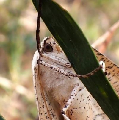Gastrophora henricaria (Fallen-bark Looper, Beautiful Leaf Moth) at Aranda, ACT - 27 Dec 2023 by CathB