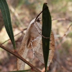 Gastrophora henricaria at Aranda Bushland - 28 Dec 2023 08:07 AM