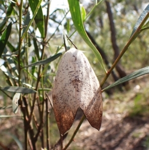 Gastrophora henricaria at Aranda Bushland - 28 Dec 2023