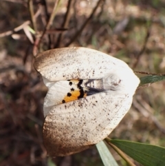 Gastrophora henricaria at Aranda Bushland - 28 Dec 2023