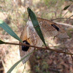 Gastrophora henricaria at Aranda Bushland - 28 Dec 2023 08:07 AM