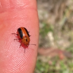 Calomela curtisi (Acacia leaf beetle) at Mount Ainslie - 30 Dec 2023 by SilkeSma