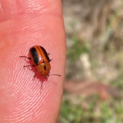 Calomela curtisi (Acacia leaf beetle) at Mount Ainslie - 30 Dec 2023 by SilkeSma