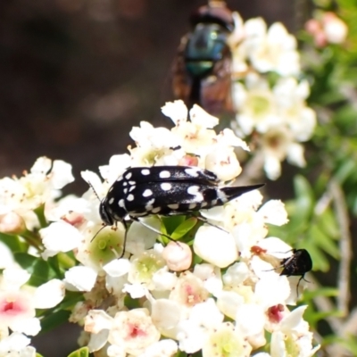 Mordella dumbrelli (Dumbrell's Pintail Beetle) at Cook, ACT - 27 Dec 2023 by CathB