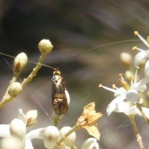 Nemophora sparsella at Tuggeranong Hill NR  (TGH) - 30 Dec 2023 12:38 AM