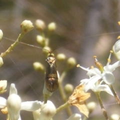 Nemophora sparsella at Tuggeranong Hill NR  (TGH) - 30 Dec 2023 12:38 AM