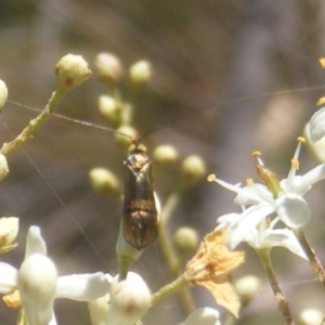 Nemophora sparsella at Tuggeranong Hill NR  (TGH) - 30 Dec 2023