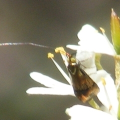 Nemophora sparsella at Tuggeranong Hill NR  (TGH) - 30 Dec 2023 12:38 AM