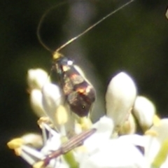 Nemophora sparsella at Tuggeranong Hill NR  (TGH) - 30 Dec 2023 12:38 AM