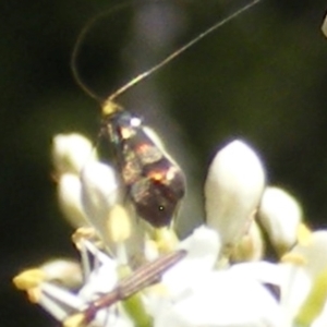 Nemophora sparsella at Tuggeranong Hill NR  (TGH) - 30 Dec 2023