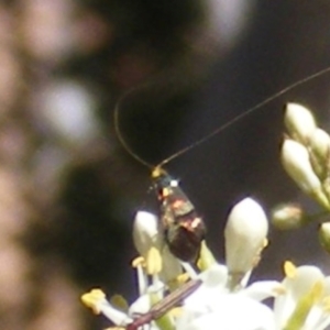 Nemophora sparsella at Tuggeranong Hill NR  (TGH) - 30 Dec 2023 12:38 AM