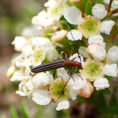 Syllitus microps (Longicorn or Longhorn beetle) at Cook, ACT - 27 Dec 2023 by CathB