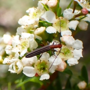 Syllitus microps at Cook, ACT - 27 Dec 2023