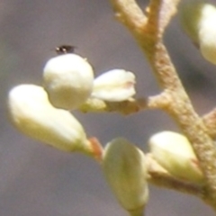 Chalcidoidea (superfamily) (A gall wasp or Chalcid wasp) at Tuggeranong Hill NR  (TGH) - 30 Dec 2023 by MichaelMulvaney