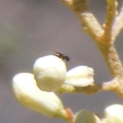 Chalcidoidea (superfamily) at Tuggeranong Hill NR  (TGH) - 30 Dec 2023