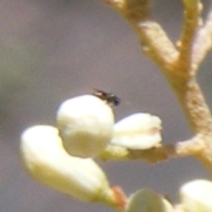 Chalcidoidea (superfamily) at Tuggeranong Hill NR  (TGH) - 30 Dec 2023