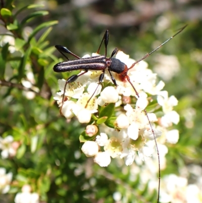 Amphirhoe sloanei (Longicorn or Longhorn beetle) at Cook, ACT - 28 Dec 2023 by CathB