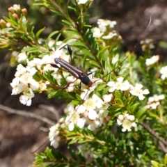 Amphirhoe sloanei at Cook, ACT - suppressed