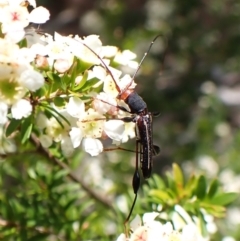 Amphirhoe sloanei at Cook, ACT - suppressed