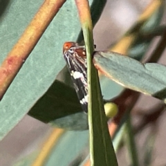 Eurymeloides pulchra (Gumtree hopper) at Mitchell, ACT - 30 Dec 2023 by Hejor1