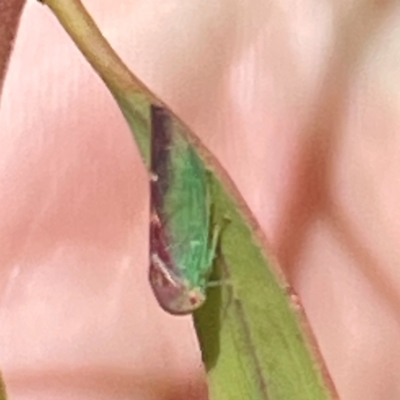 Rosopaella lopada (A leafhopper) at Mitchell, ACT - 30 Dec 2023 by Hejor1