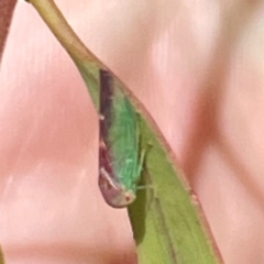 Rosopaella lopada (A leafhopper) at Mitchell, ACT - 30 Dec 2023 by Hejor1
