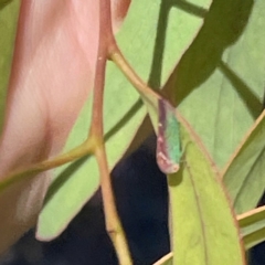 Rosopaella lopada at Mitchell, ACT - 30 Dec 2023 03:54 PM