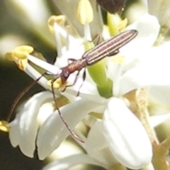 Syllitus rectus (Longhorn beetle) at Tuggeranong Hill NR  (TGH) - 30 Dec 2023 by MichaelMulvaney