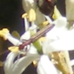 Syllitus rectus at Tuggeranong Hill NR  (TGH) - 30 Dec 2023