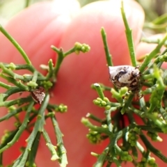 Phoroncidia sextuberculata (Six-knobbed Phoroncidia) at Cook, ACT - 25 Dec 2023 by CathB