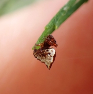 Phoroncidia sextuberculata at Mount Painter - 26 Dec 2023 10:08 AM