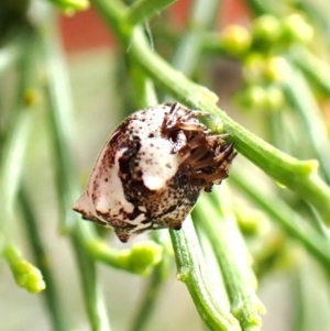 Phoroncidia sextuberculata at Mount Painter - 26 Dec 2023