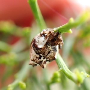 Phoroncidia sextuberculata at Mount Painter - 26 Dec 2023 10:08 AM